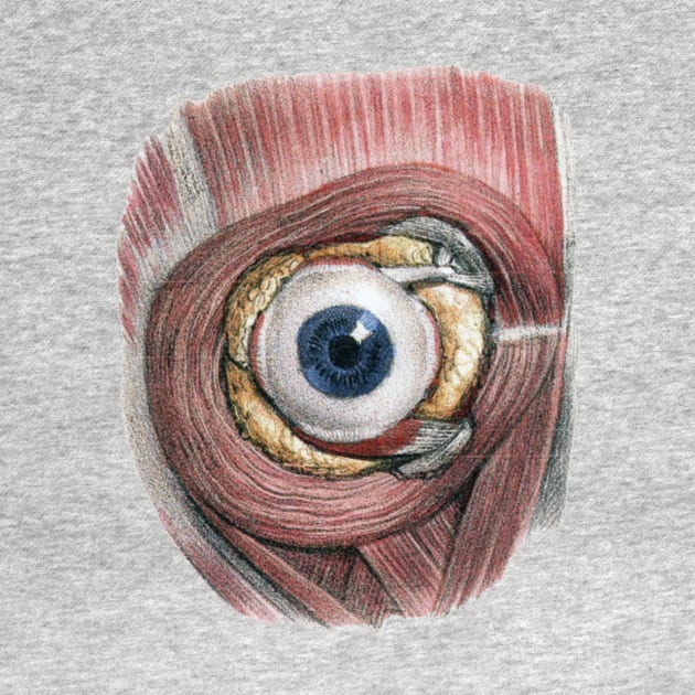 Vintage Science, Human Anatomy Eyeball by MasterpieceCafe